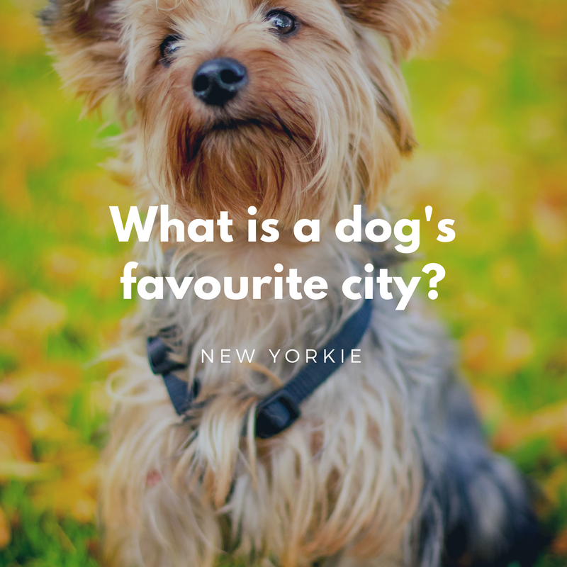 Dogs favorite city dad jokes