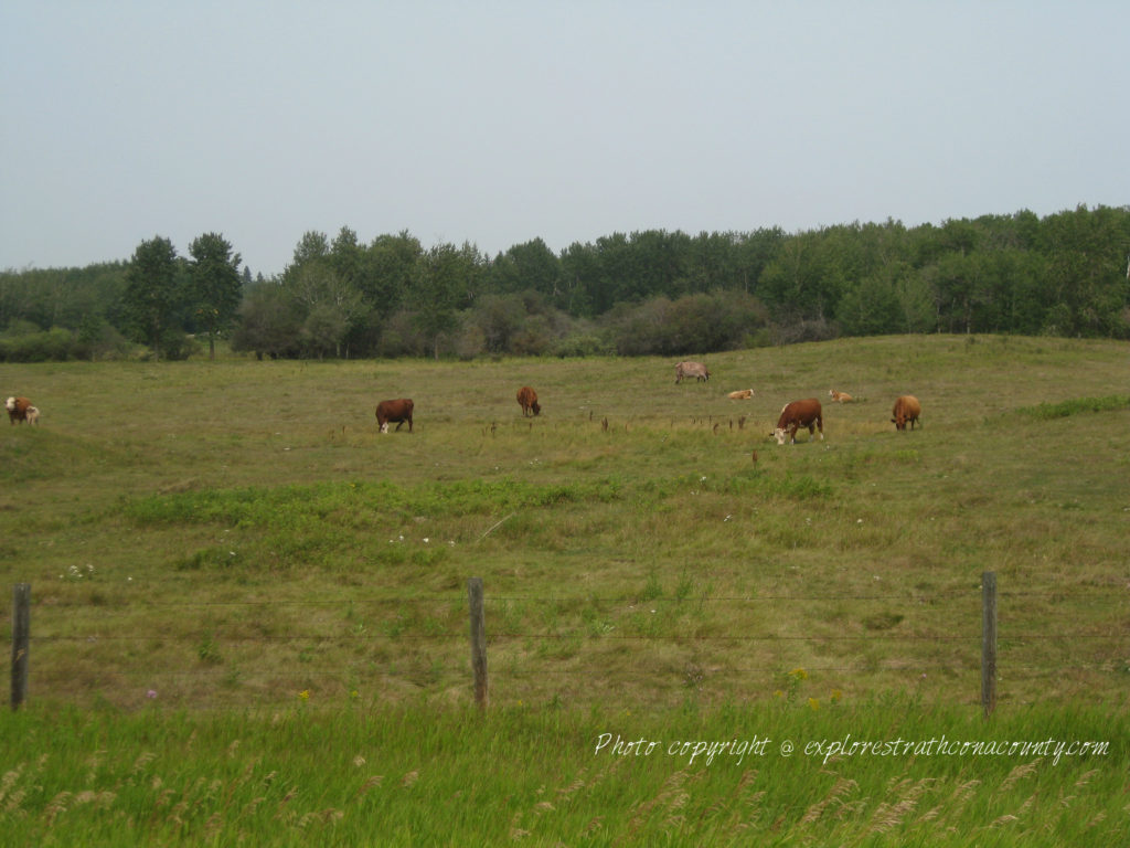 Cows Strathcona County