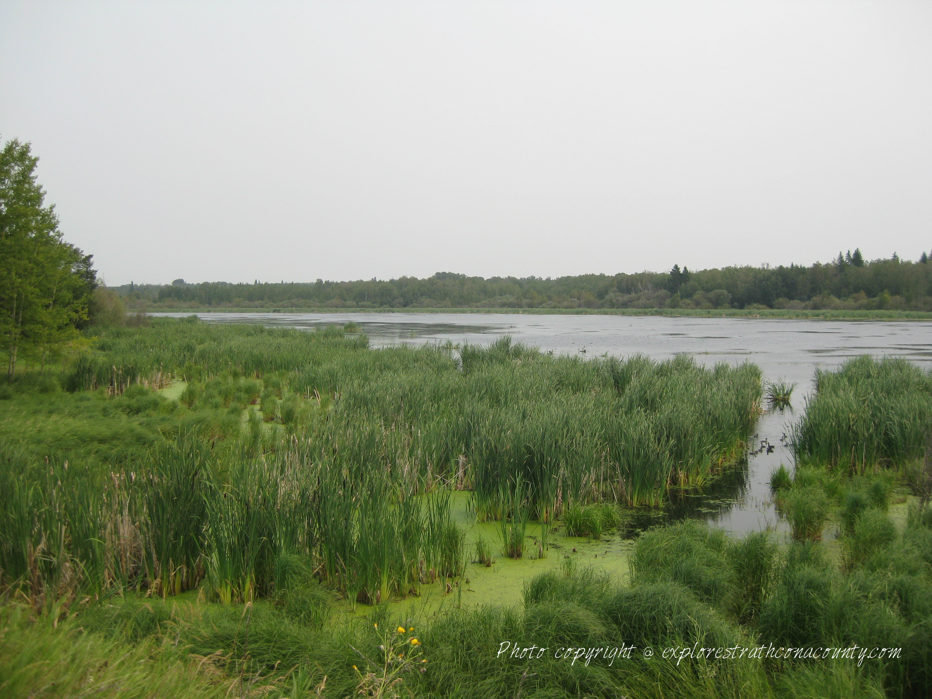 Antler Lake Strathcona county