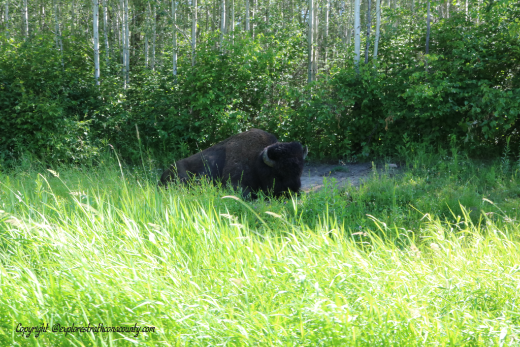 bison in the grass