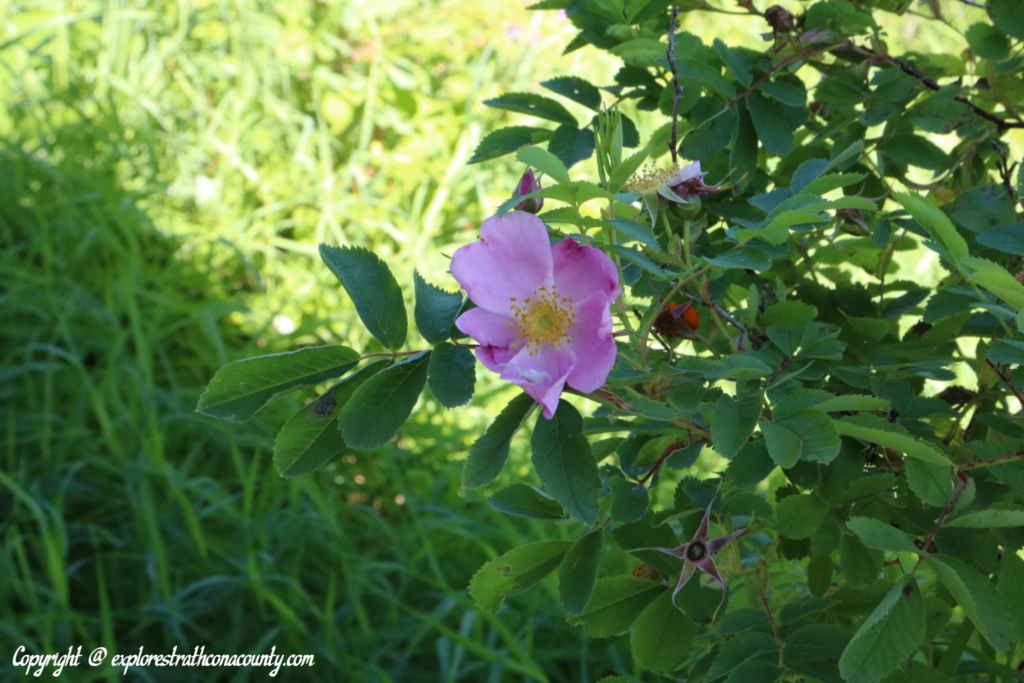 wild flower in the forest