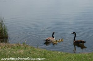 geese and goslings