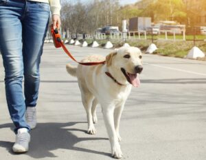 dog being walked