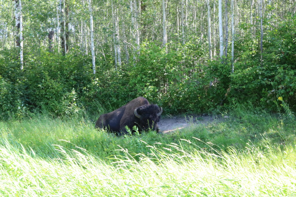 Elk Island Bison 