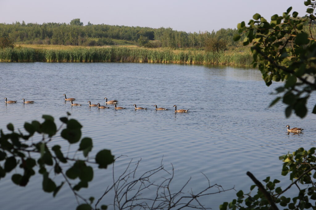 Black Nugget Lake 