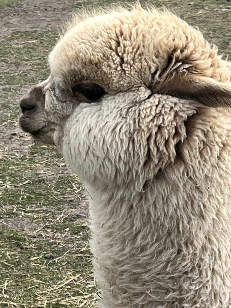 Road Trippin’ – New Sarepta & Millet