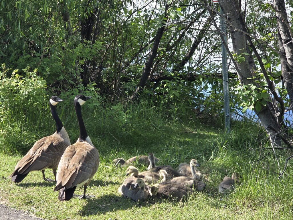 Goose family