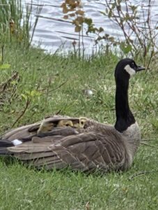 Mama goose with her babies